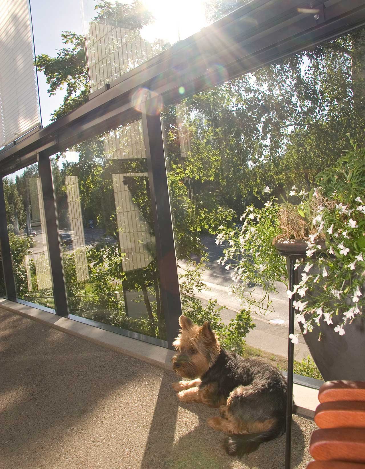 Husdjur på balkongen - Lumon balkonginglasningar