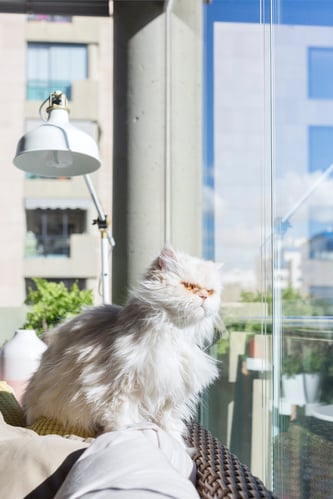 Kissa lasitetulla terassilla