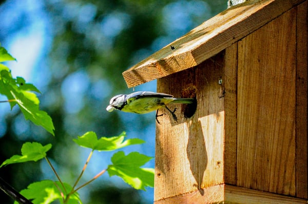 Cómo hacer una casa para pájaros de manera sencilla