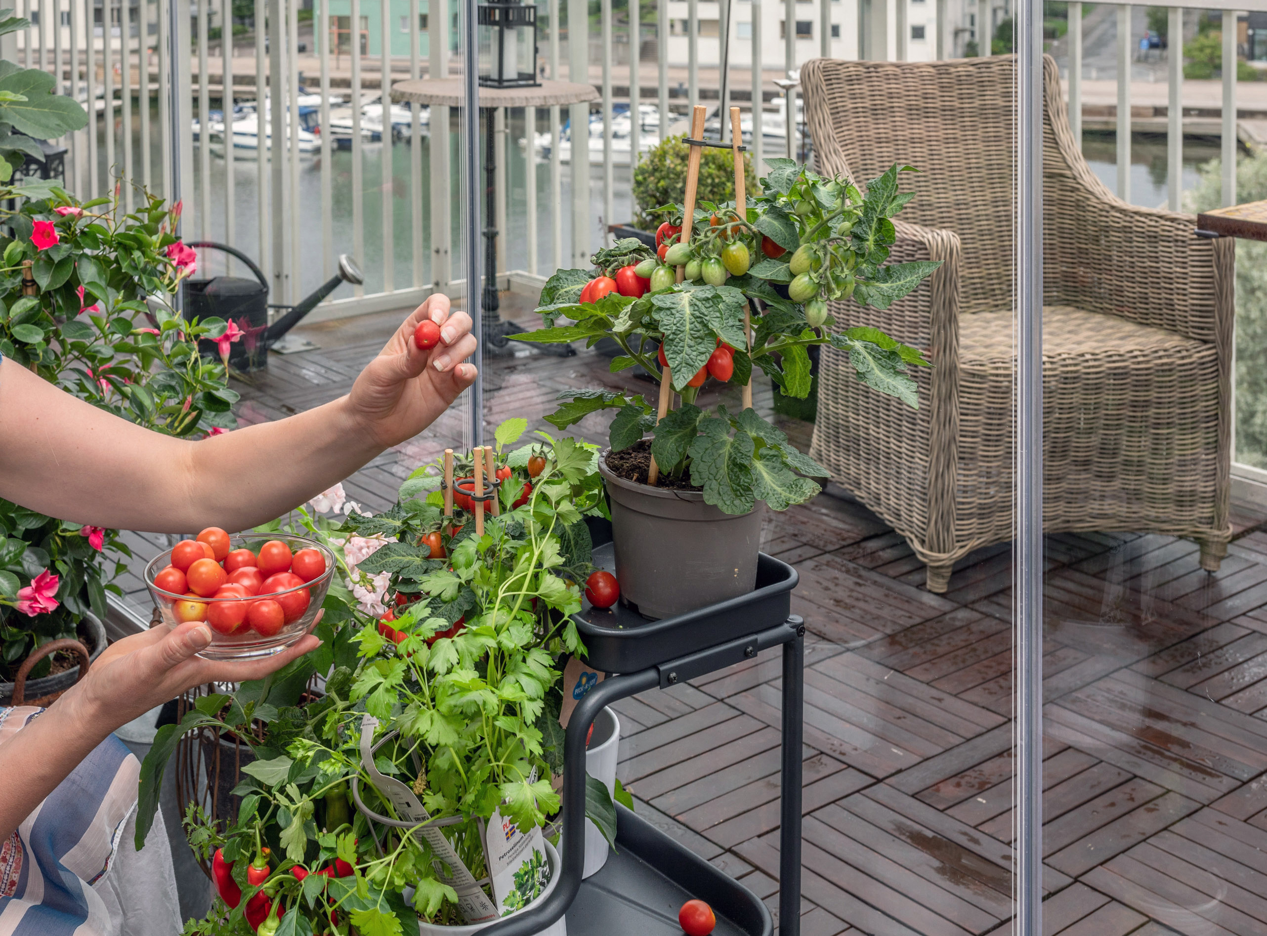 Growing tomatoes on a glazed balcony: the patio is a great space for a backyard herb garden